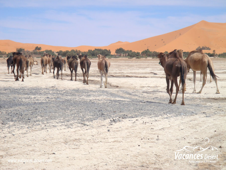 Un voyage au désert de Merzouga ! Des dunes de sable d or à perte de vue …